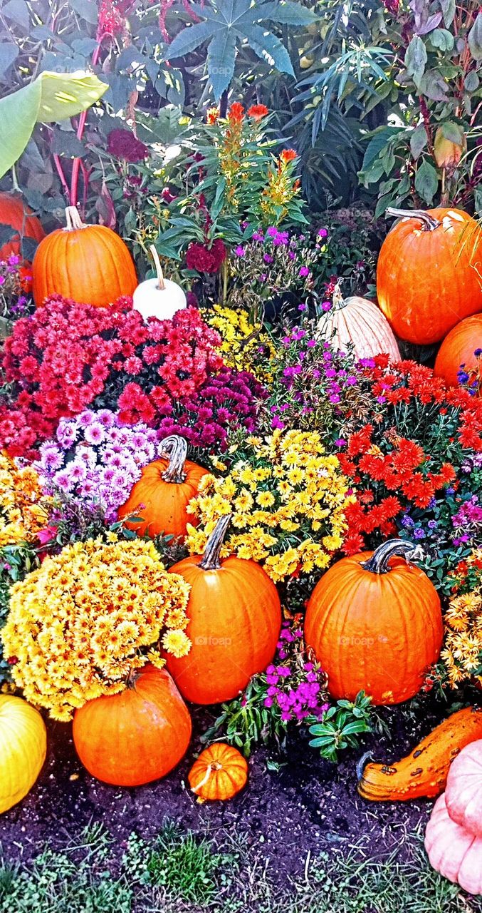 Pumpkins and Flowers