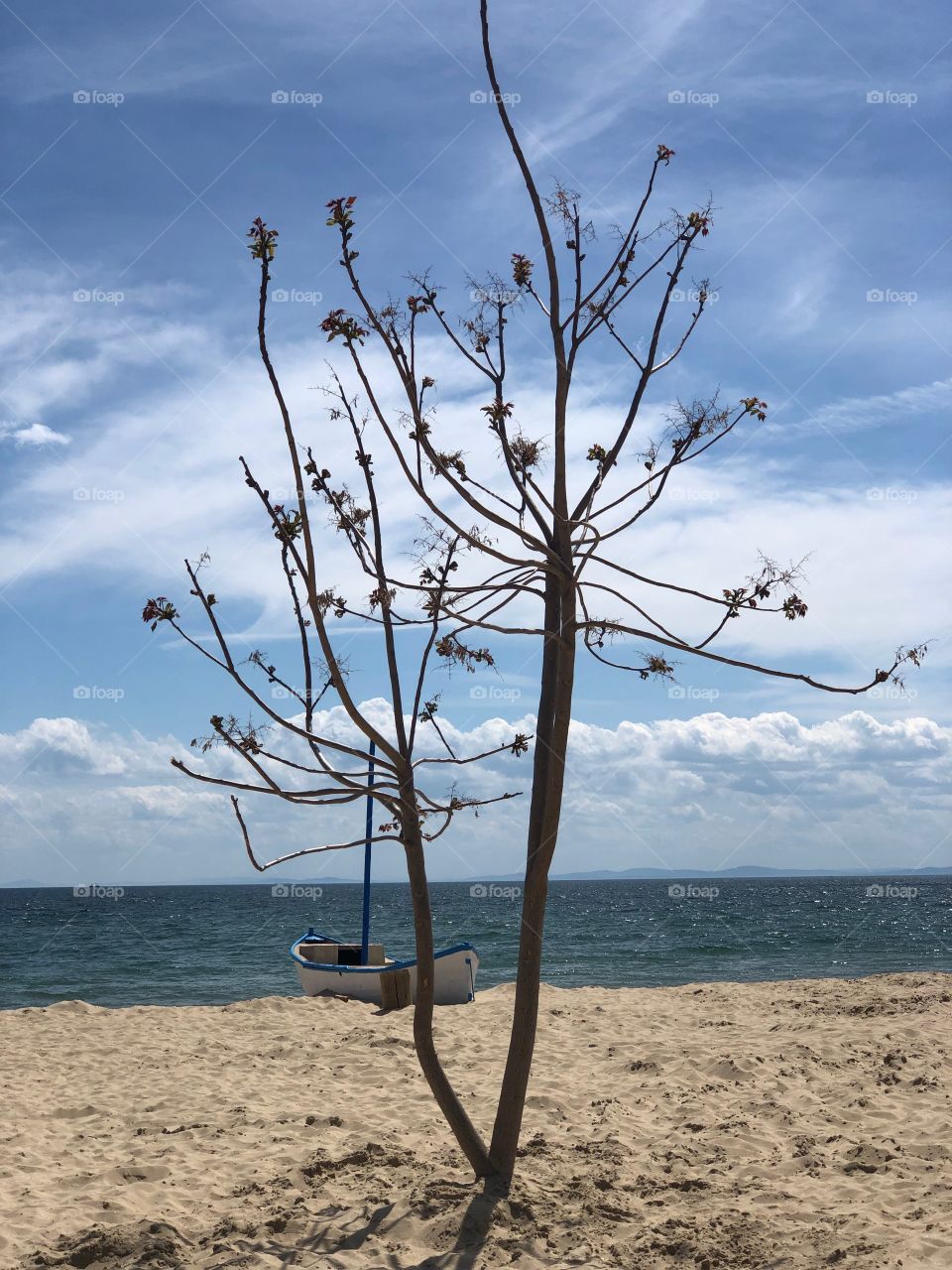 Sea tree 