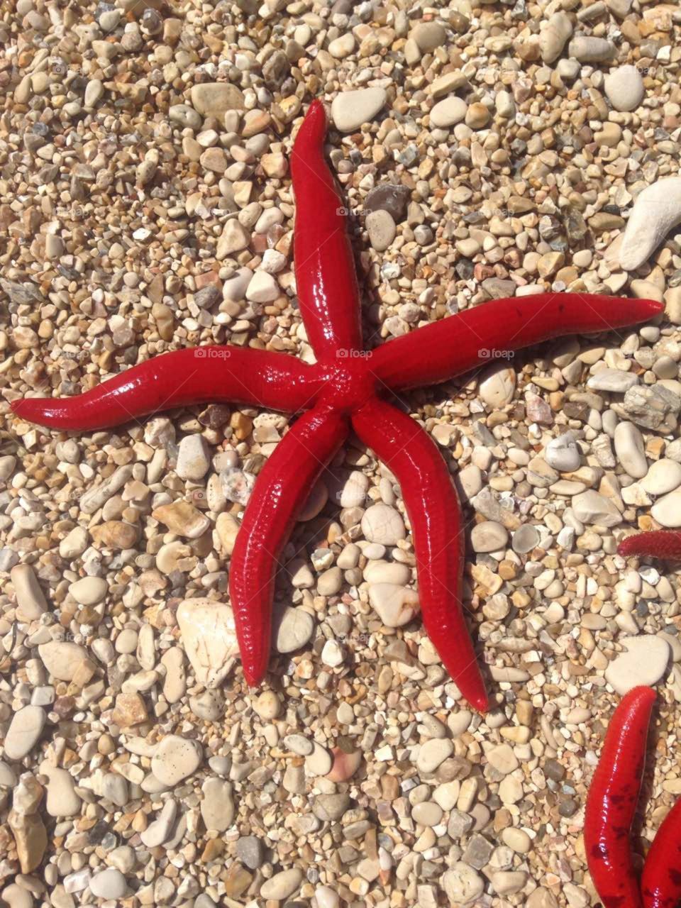 Starfish