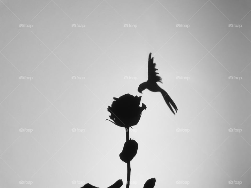 Shadow od bird and rose.