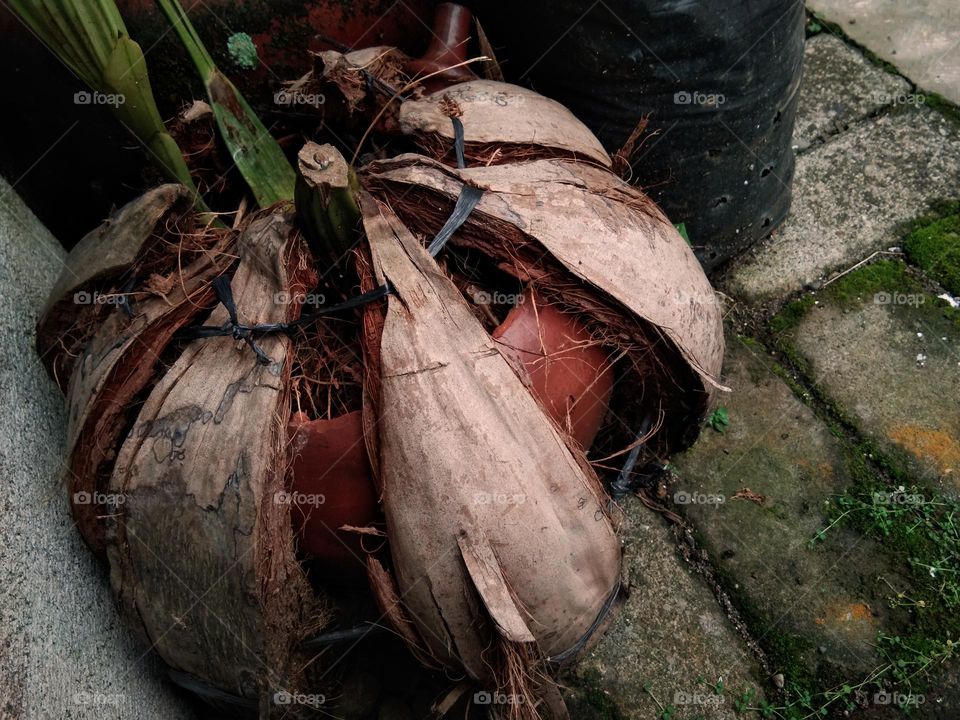 coconut coir in pumpkin shapes, uses as a plant pot