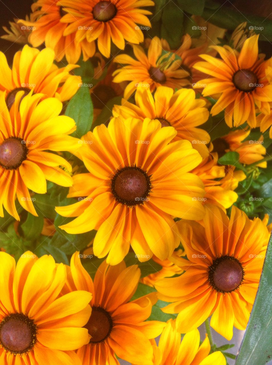 High angle view of yellow flowers