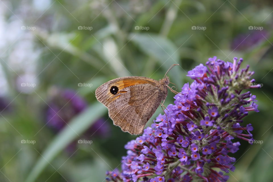 Meadow brown butterfly on buddleia flower