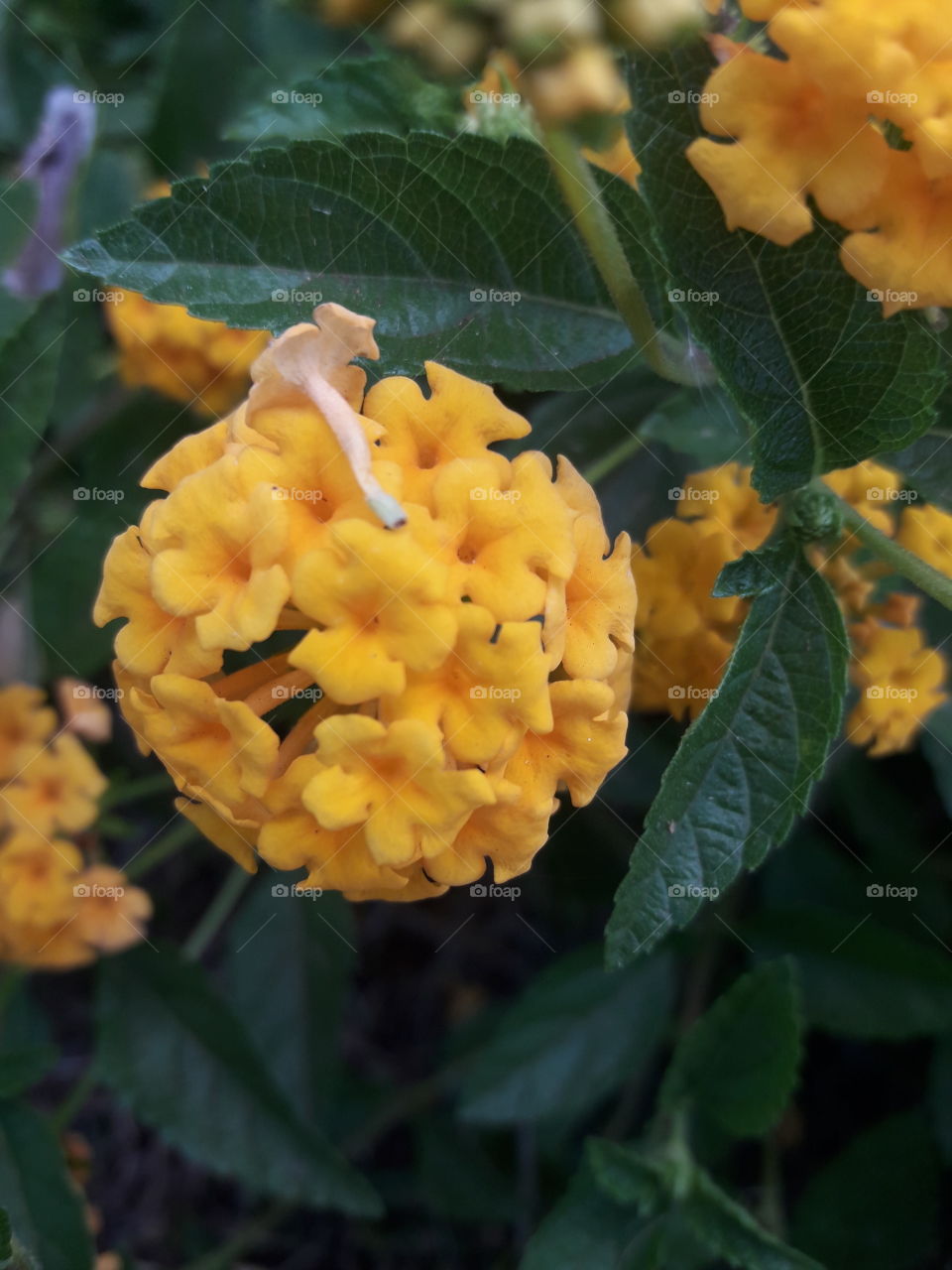 buquê natural de florzinha amarela