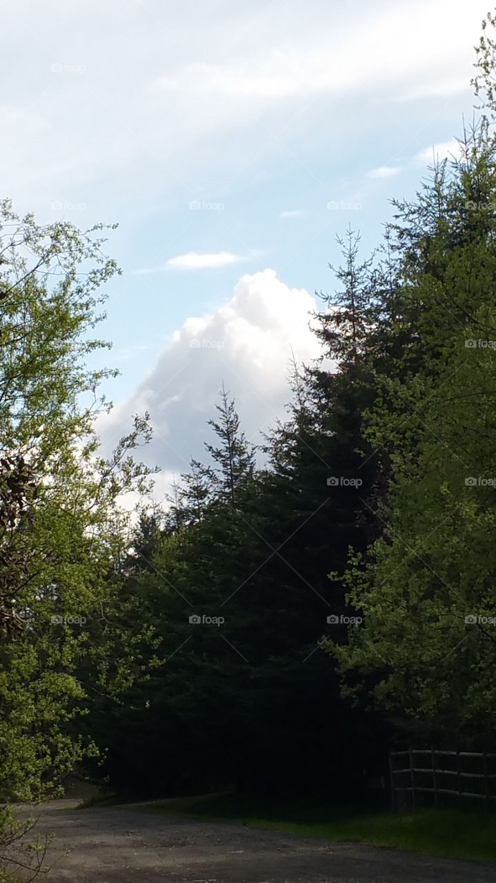 A mountain peak cloud through the trees.