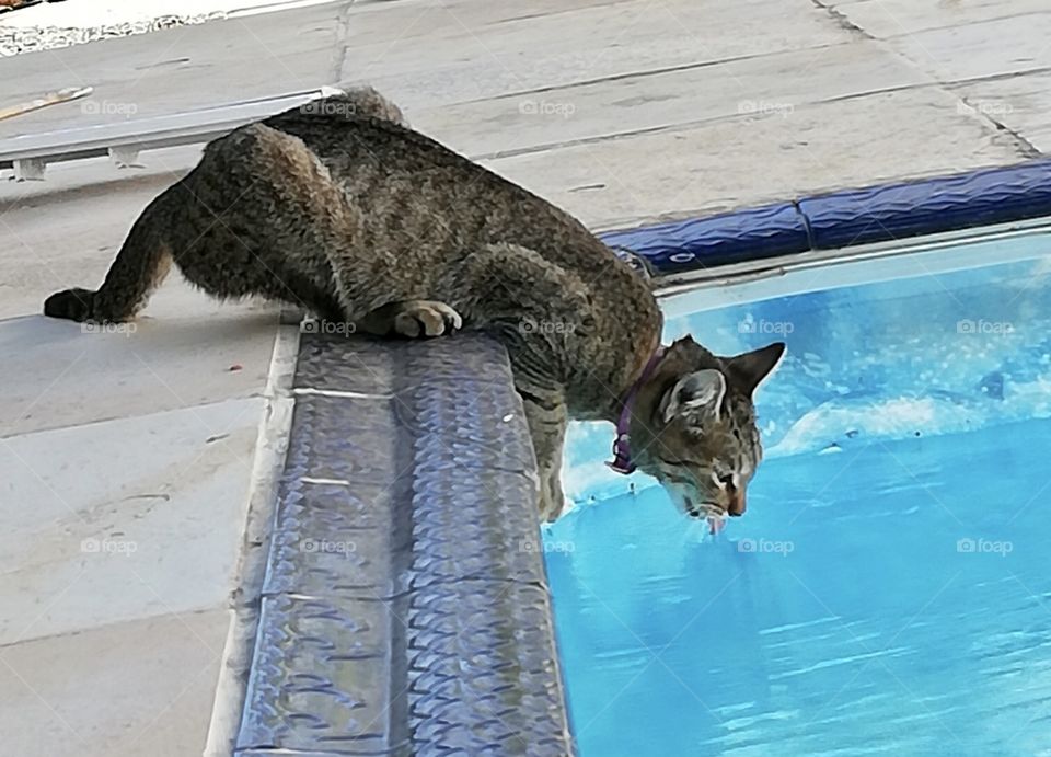 Cat drinking swimming pool water