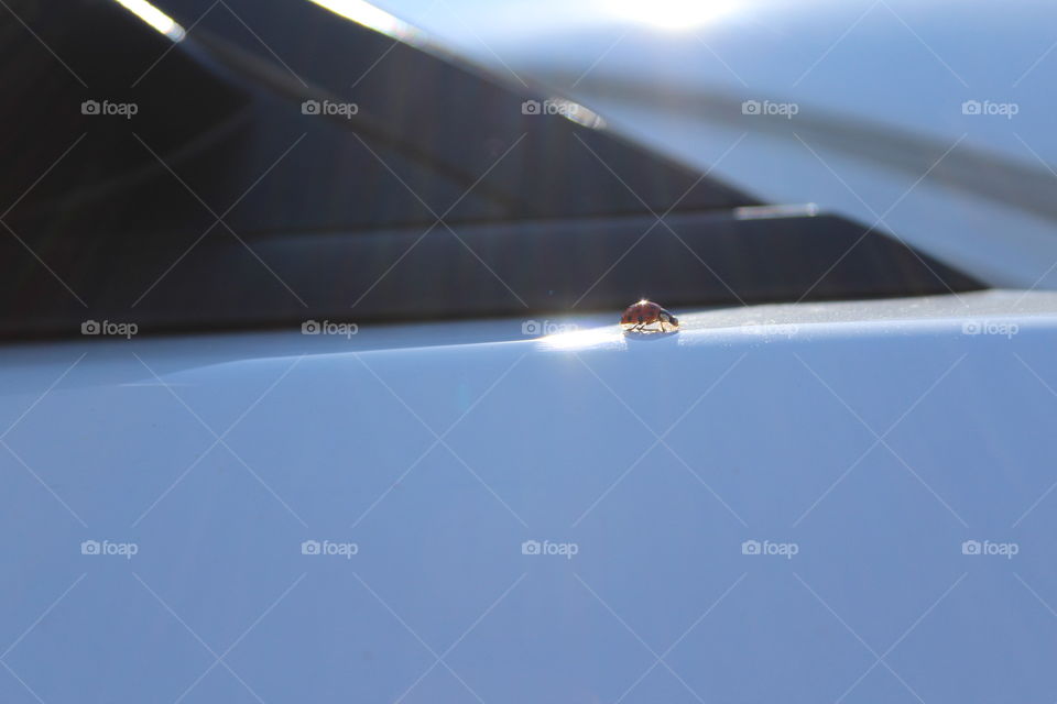 Lady Bird on a car door