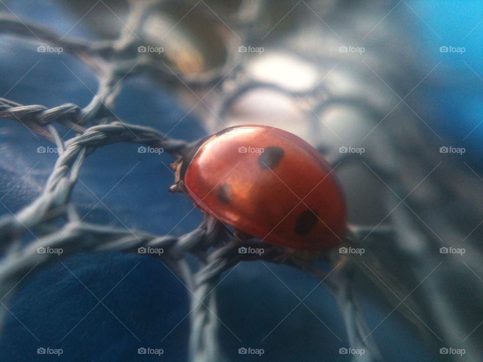 Lady bug