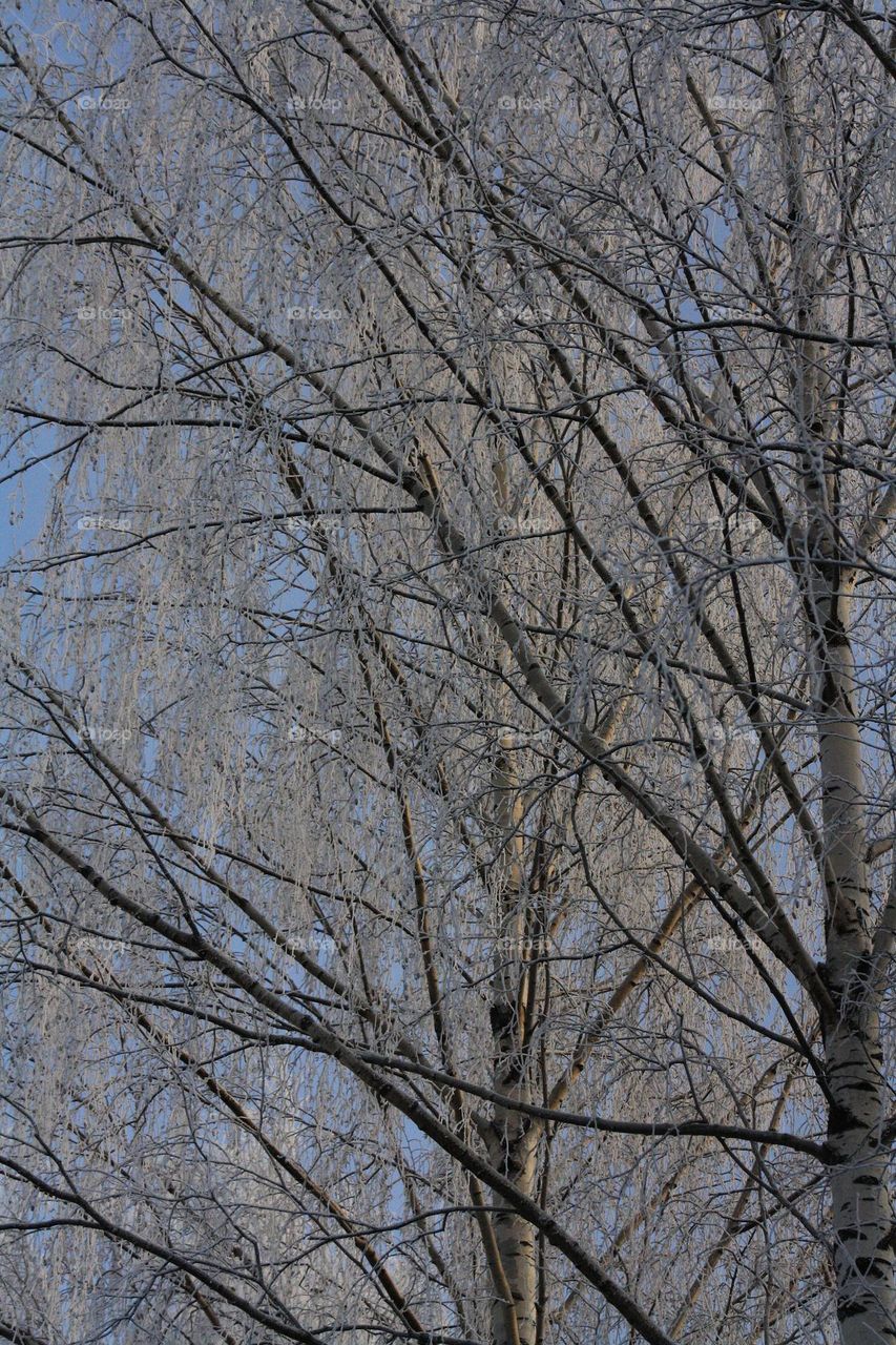 Snow trees