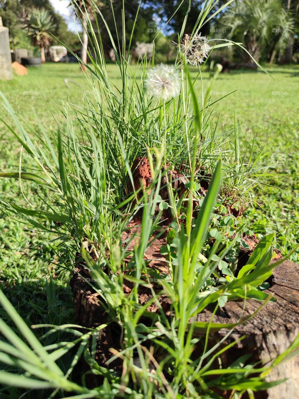 Dandelion plant, growing in a stump