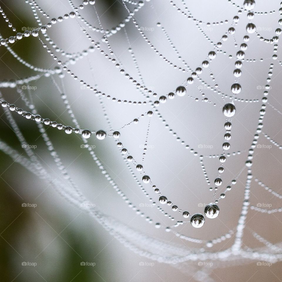 Water beads on a web. A string of water droplets clinging to a spider's web on a cold morning.