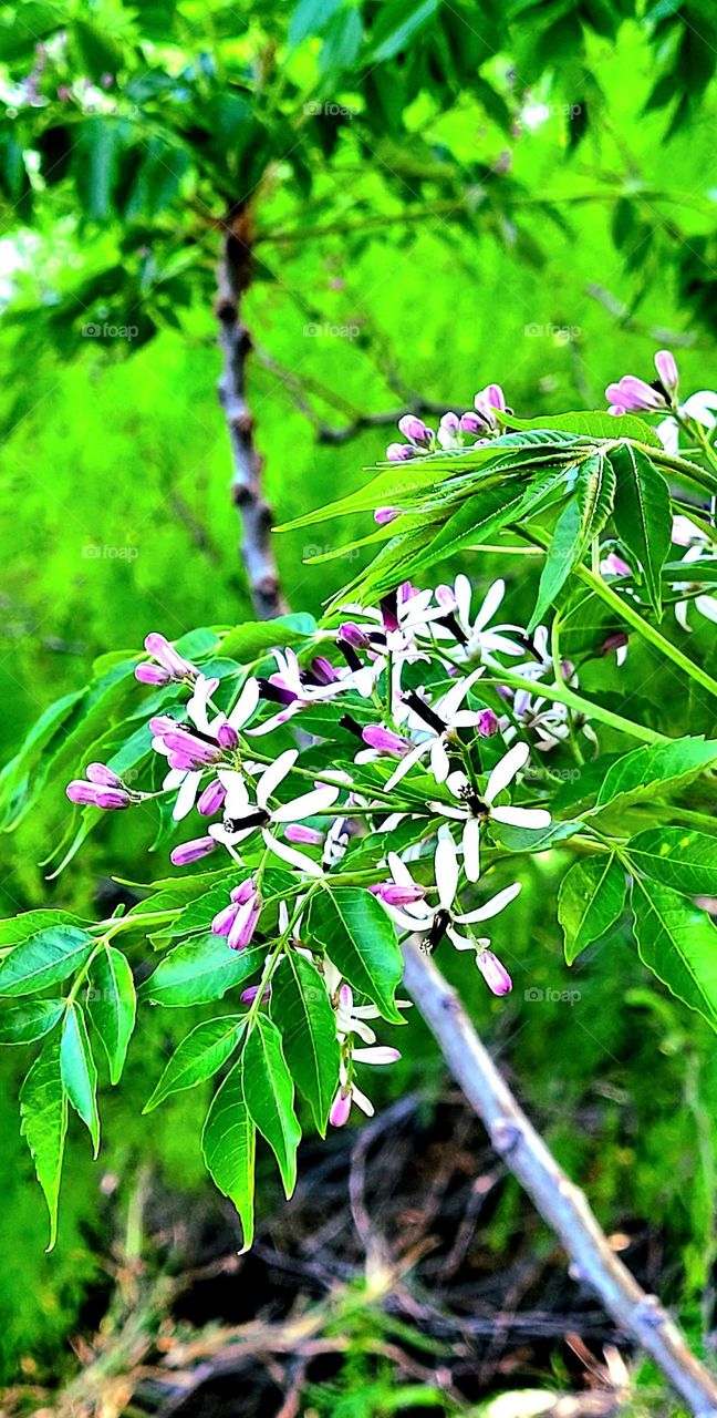 Springtime bloom, Beautiful Lilac colored, star shaped flowers from the Chinaberry tree. South Texas, USA.