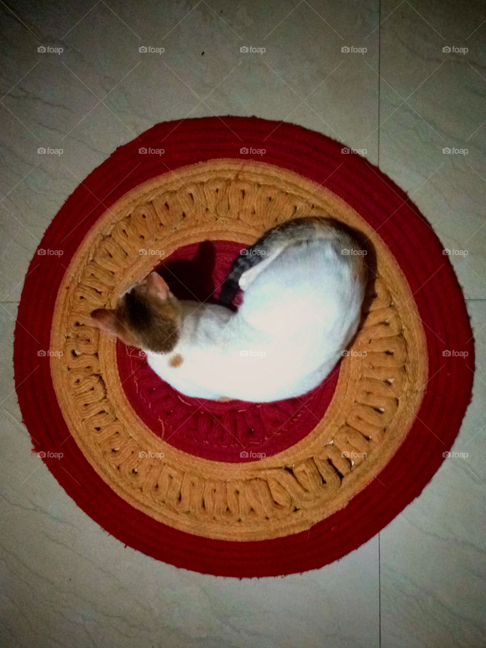 cat in circle