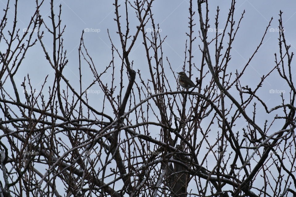 Bird in branches