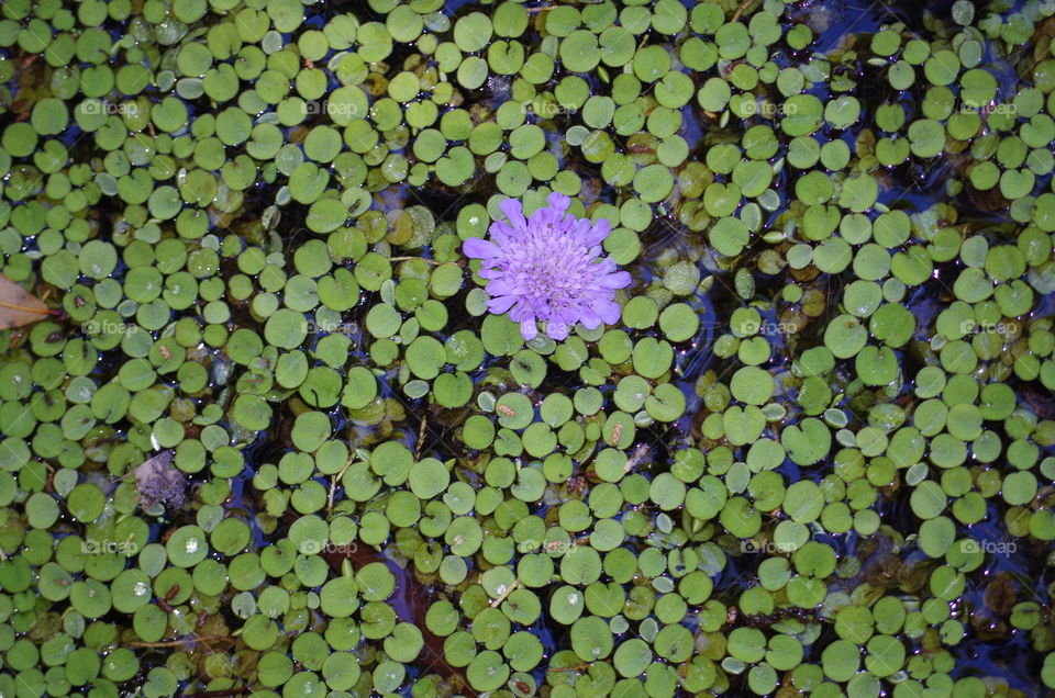 floating water plants