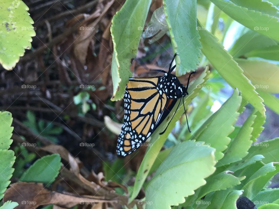 Monarch butterfly