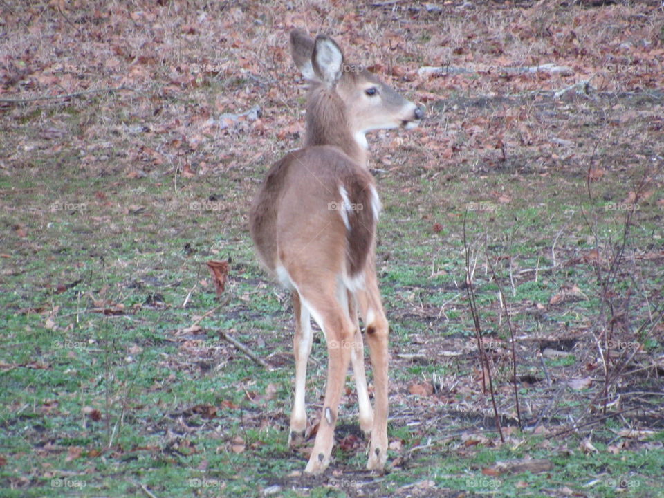 Mammal, Deer, No Person, Wildlife, Animal