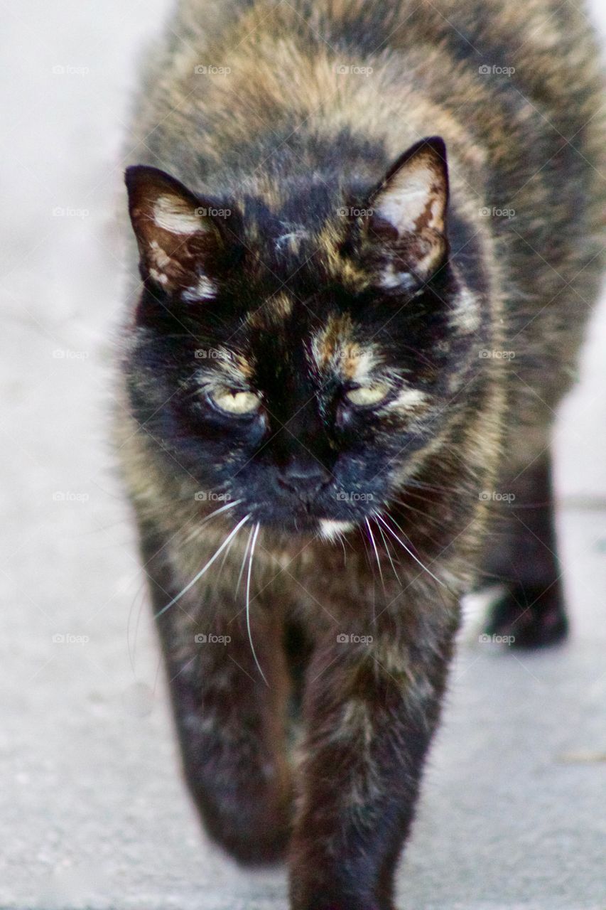 Closeup of a beautiful tortoise shell cat,  walking on a concrete surface toward the camera 