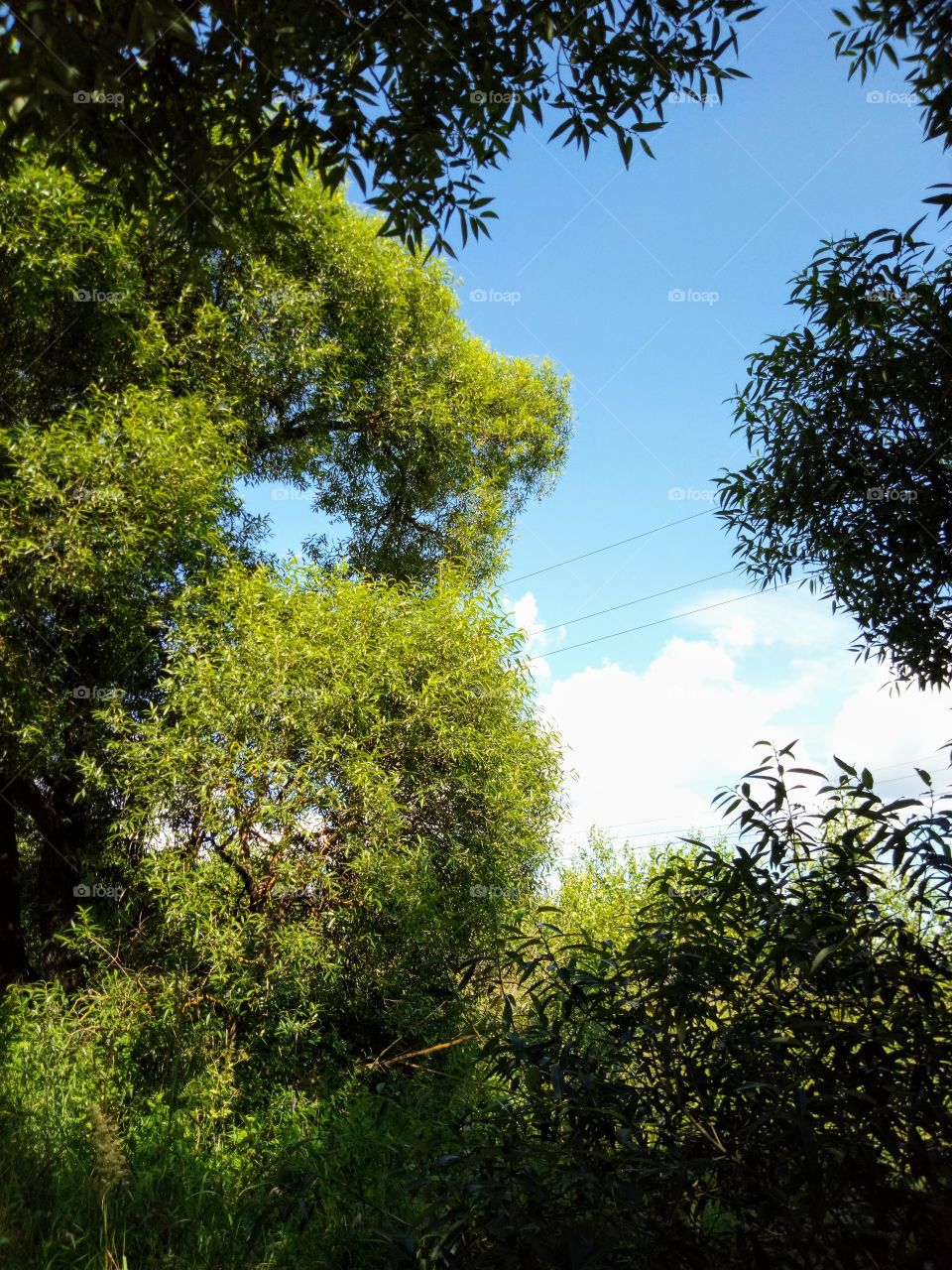 природа России