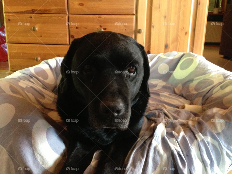 Dog in his bed. My dearly departed labrador, named Hamlet
2004/30/01-2015/07/30
Forever loved, forever missed