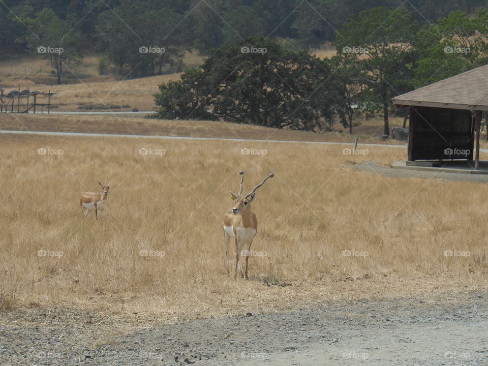 An antelope stands at the edge of wild grasses viewing tourists that are driving by. 