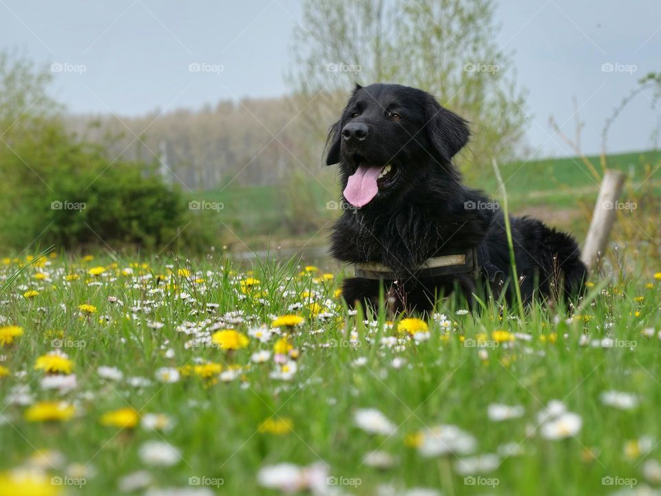 On the way on a spring meadow