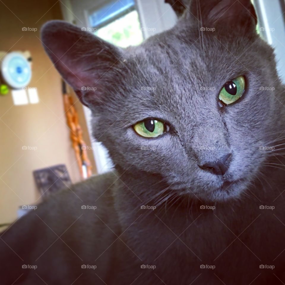 Green Eyed Cat