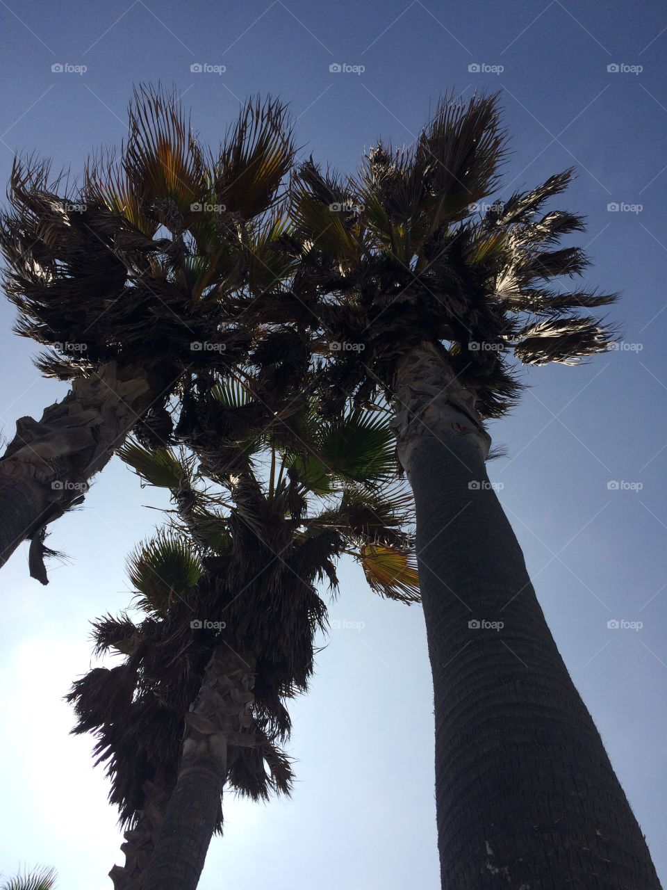 Venice Beach Palmtrees