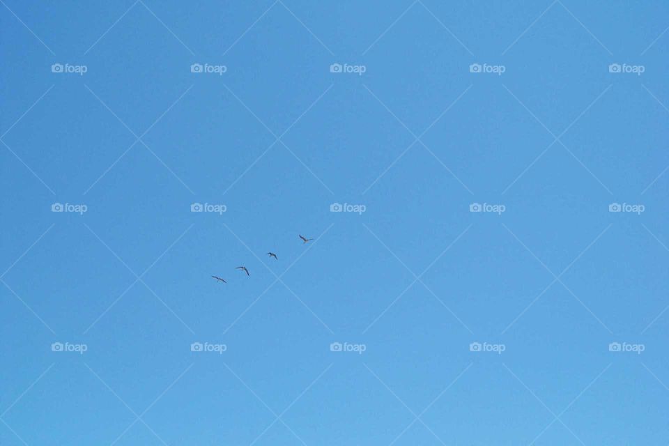 Birds Flying
