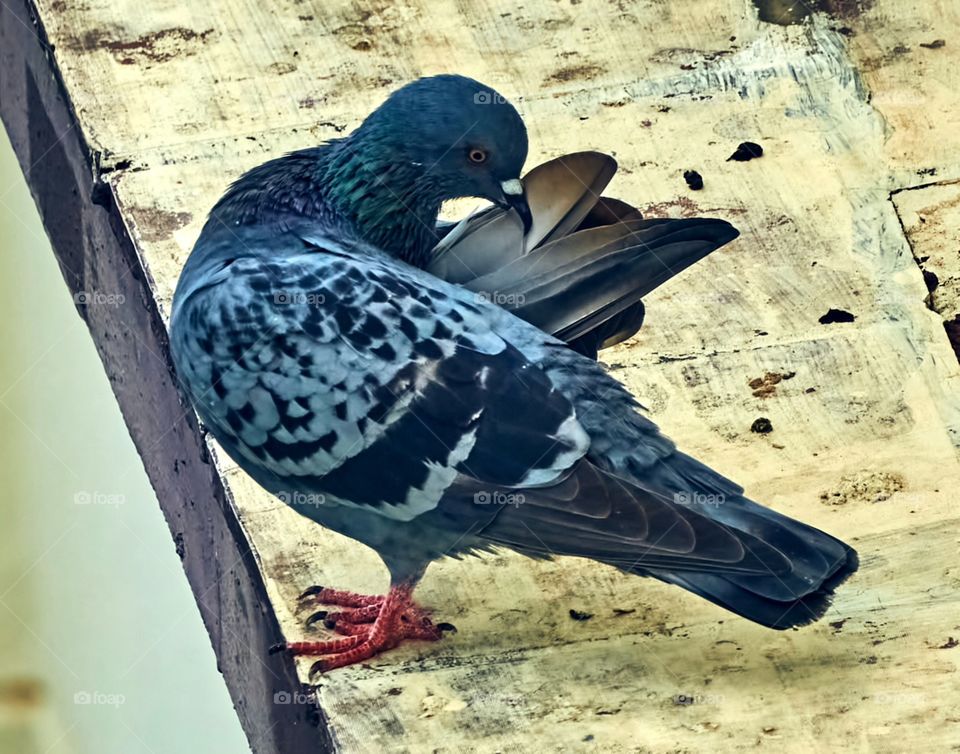 Bird photography - perching behavior