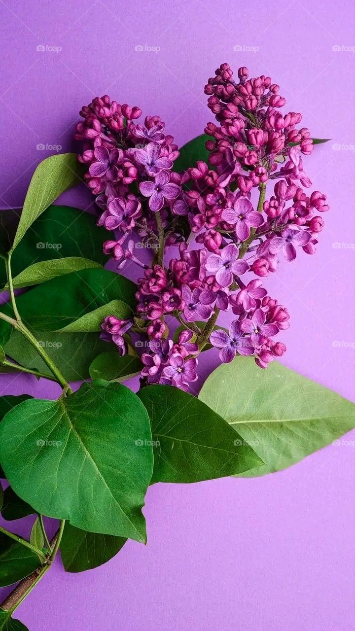 A very beautiful picture, and there is no better picture than it. There is no better picture of green herbs and colorful, red and white roses than it. Glory be to God, the natural and picturesque view, and there is no more wonderful picture than it.