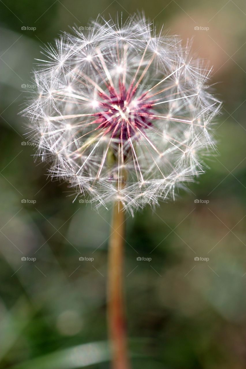 Dandelion Seed Head