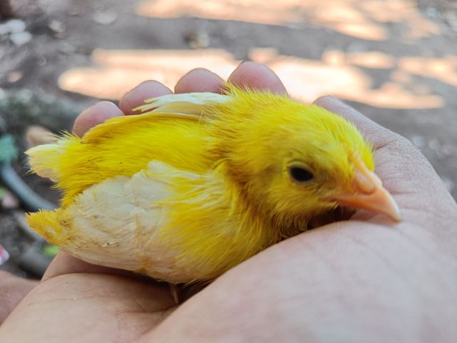 Chickens