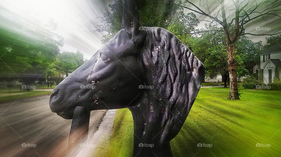 black stallion. i saw this horse and thought it was cool so i took a photo