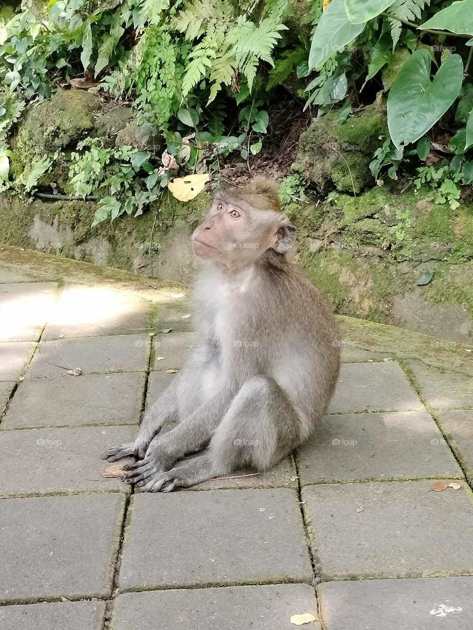 Cute monkey Ubud