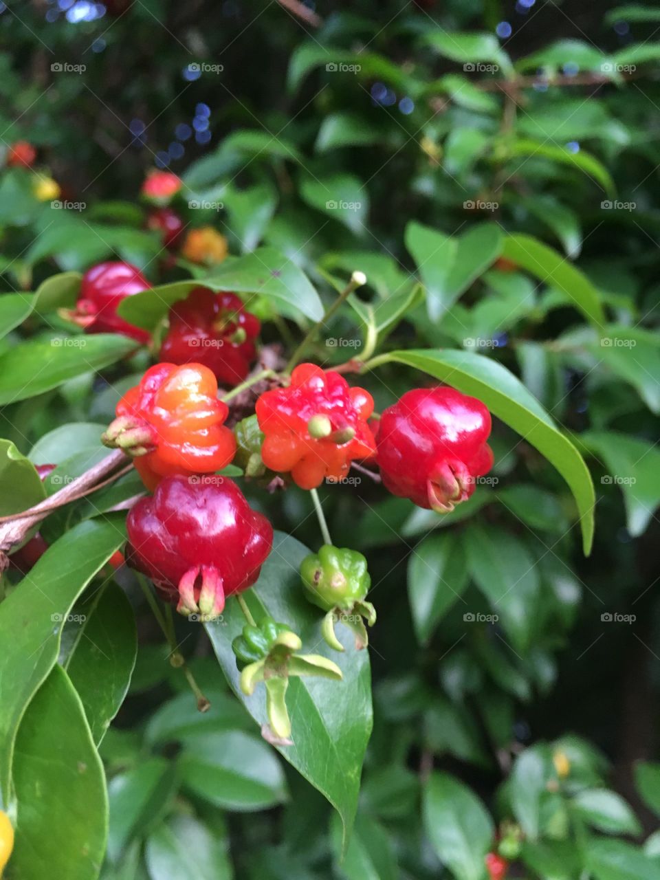 Deliciosas PITANGAS colhidas em nossa casa. Muita vitamina C e um saber ótimo dessa fruta. 