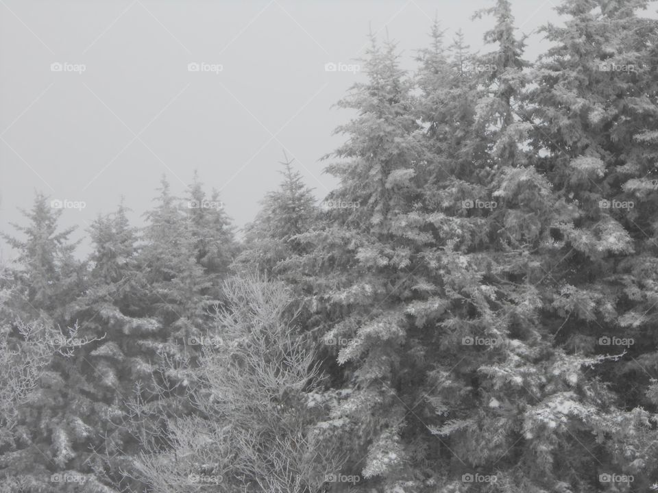 Snow topped trees with a gray winter skyline 