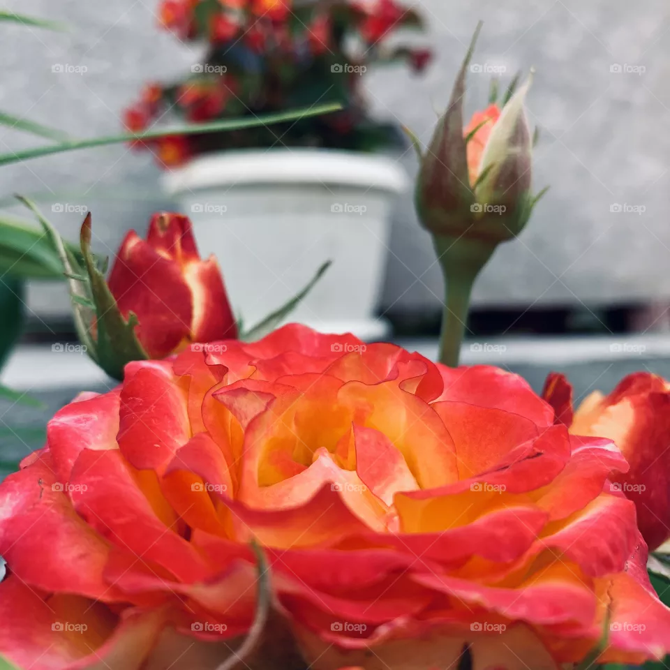 Rose 