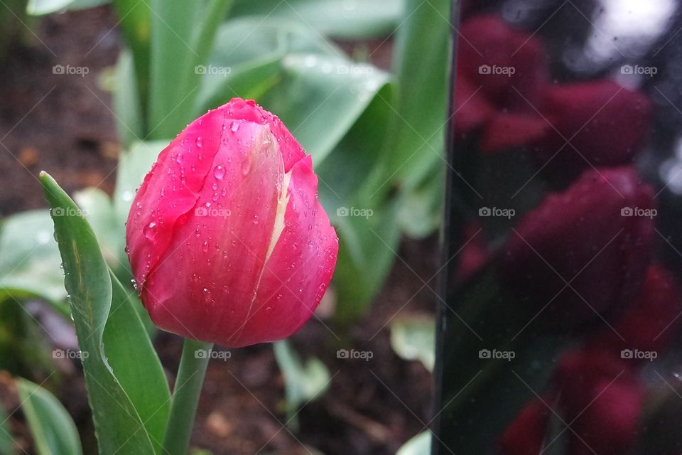 Flower reflecting off the screen of an iPhone 
