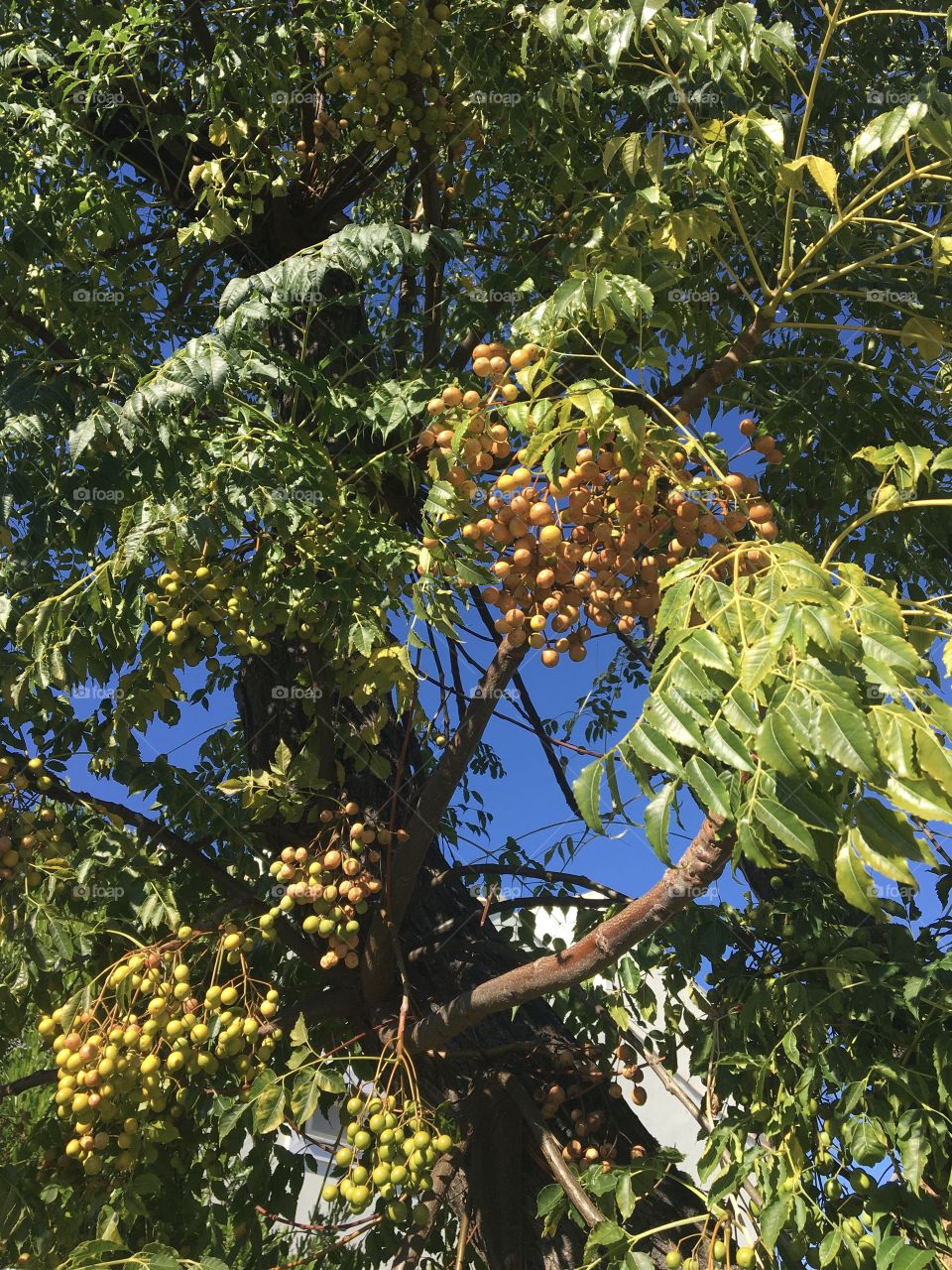 Neem tree with fruits 