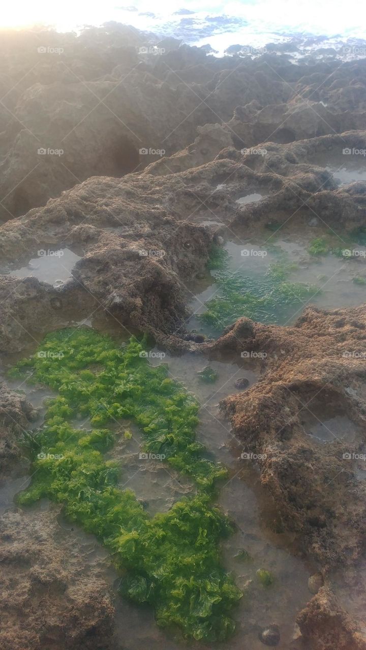 Seaplants on the coast of the Atlantic