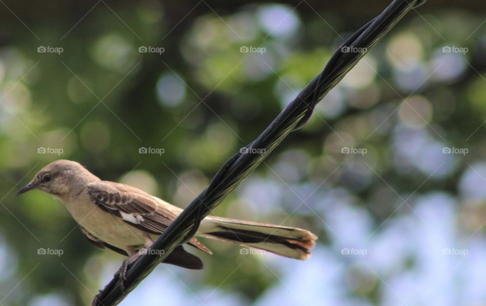 Alert Northern mockingbird perched on wire with greenery in background on June morning 