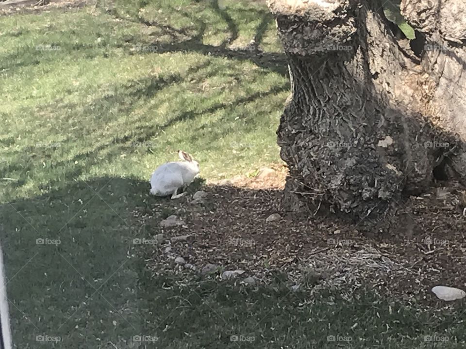 A snowshoe hare is hopping past the tree.