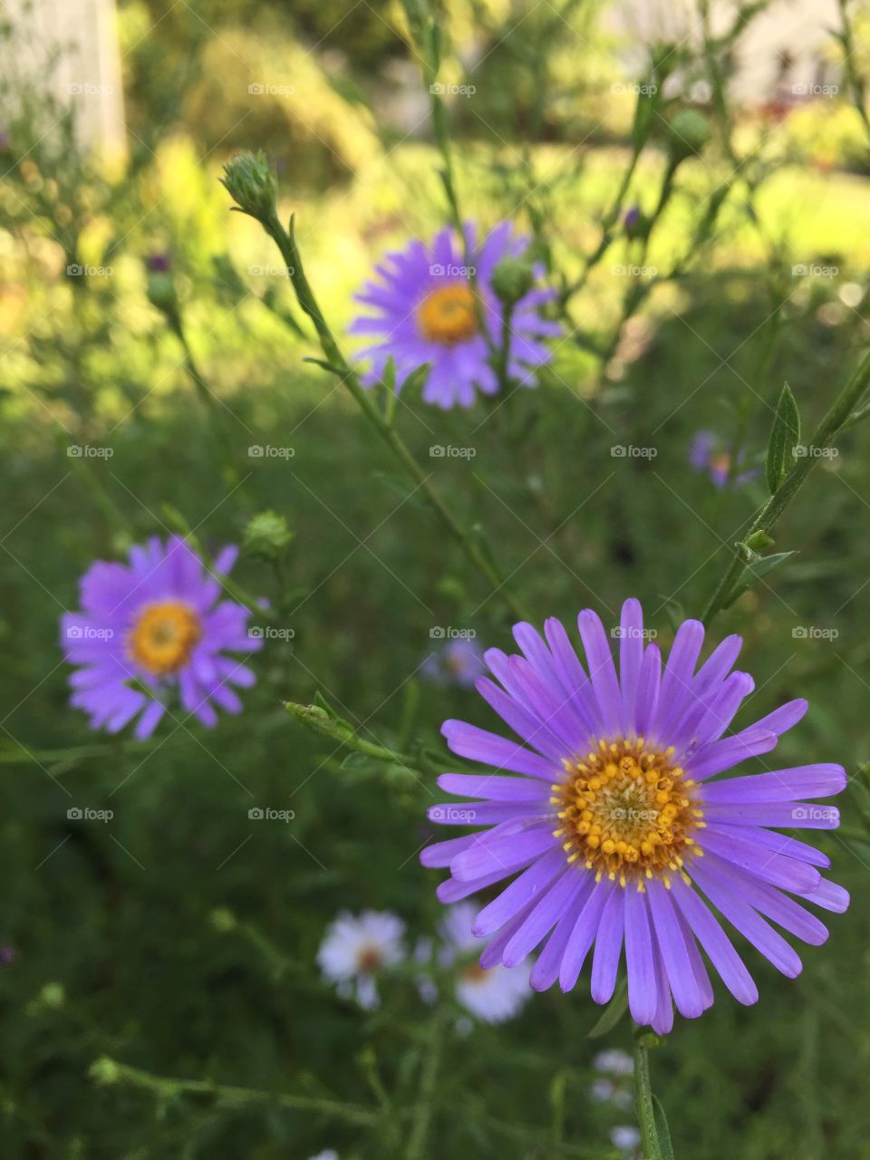 Purple Aster