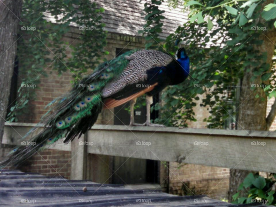 I'm a little peacock