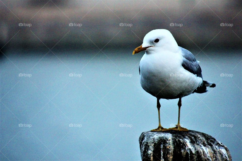 seagull