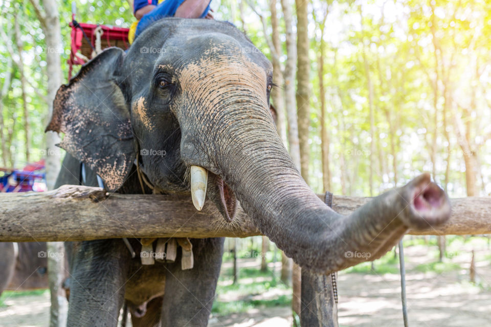 Elephant in tropical forest 