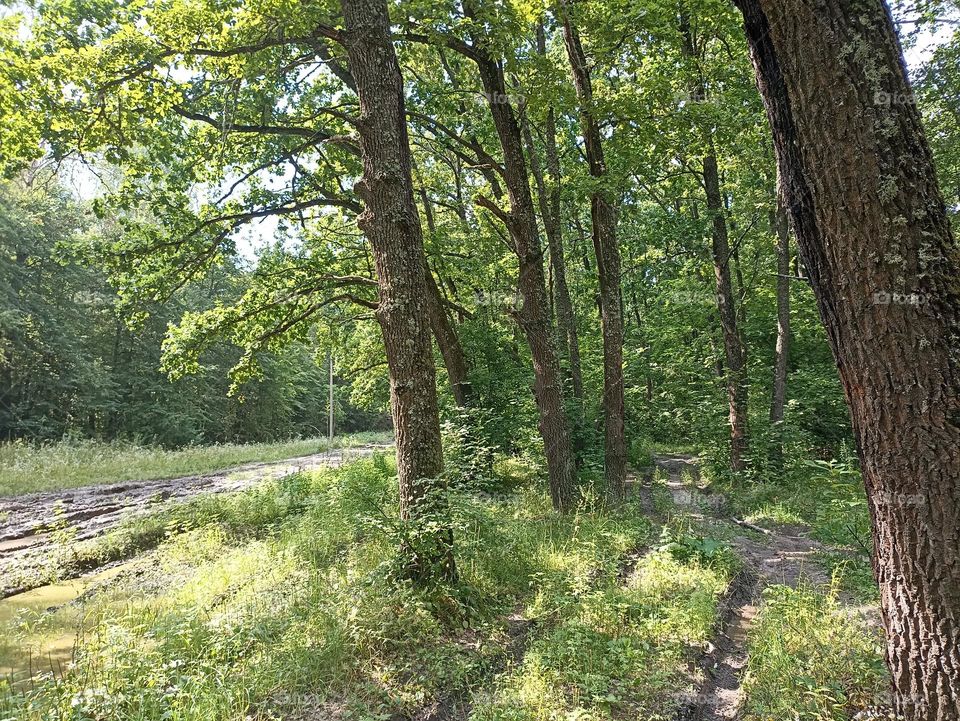 The road in the forest