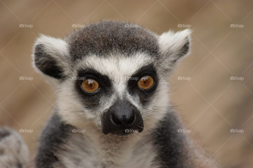 lemur 