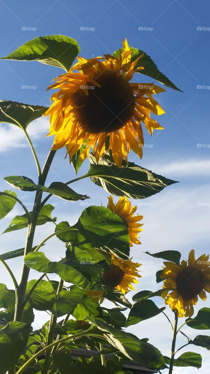 Sunflowers in evening